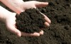Sử dụng phân bón hữu cơ trong nông nghiệp: Giải pháp bền vững