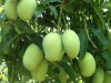 Cách bón Phân hữu cơ Việt Nhật cho cây ăn quả mang lại hiệu quả cao
